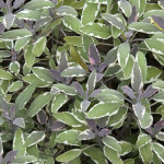 Salvia officinalis seedlings