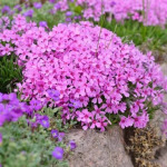 Ornamental outdoor plants