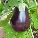 Eggplant seedlings