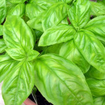 Basil seedlings