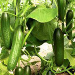 Vegetable seedlings