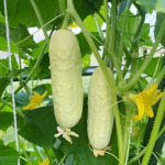 Cucumber seedlings