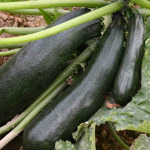 Zucchini seedlings