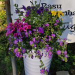 Hanging basket flowers