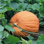 Pumpkin seedlings