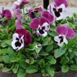 Violets