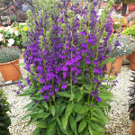 Flower seedlings