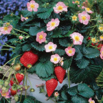 Strawberry seedlings