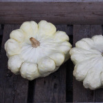 Patisson seedlings
