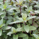Peppermint seedlings