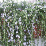Culinary herbs