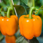 Pepper seedlings