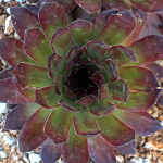 Rock garden plants