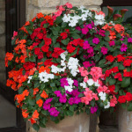 Flower bed flowers
