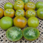 Tomato seedlings