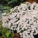 Cold-resistant plants