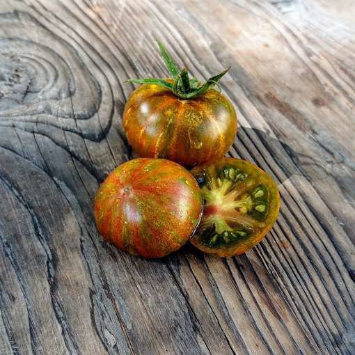 Tomato seedlings