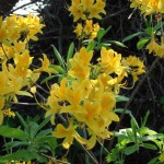 Rododendren