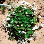 Ziemcietes