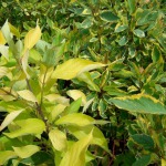 Deciduous trees