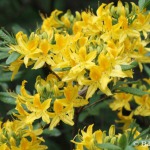 Rododendru parks