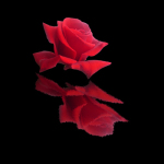 Photographic art