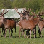 Hunting in Latvia