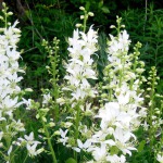 Dictamnus albus Albiflorus
