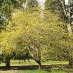 Cornus mas