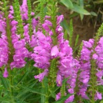 Ziemcietes