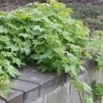 Ribes glandulosum