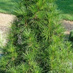 Schirmtanne Sciadopitys verticillata