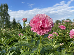 Silezeru peonijas