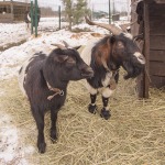 Mini zoo