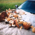 Собирание грибов