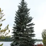 luarlv-529.webp