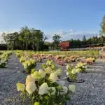 20250807-192346.webp