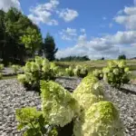 20260729-130918.webp