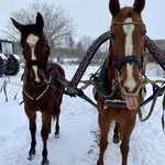 foto-lances-stallis.webp