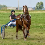 lances-stallis-foto.webp