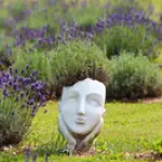 ezrdarzi3.webp