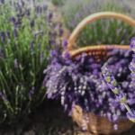 Paradise lavender
