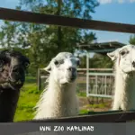 4-mini-zoo-karlinas.webp