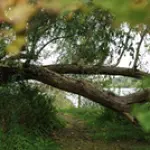 koki-skriveru-dendrologiskaja-parka.webp