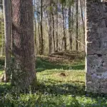muri-skriveru-dendrologiskaja-parka.webp