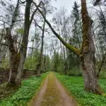 skriveru-dendrologiska-parka-cels.webp