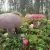 tervete-11.webp