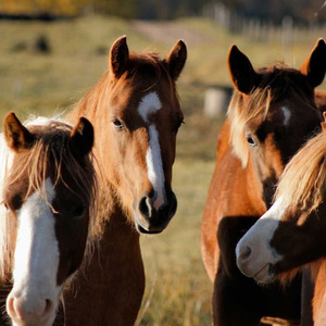 Zirgu sēta “Jaunbērziņi”
